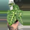 plant/Stngonium Panda Galaxy-1-thumbnail