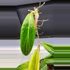 plant/🦄Hoya Soligamiana-A-1-thumbnail