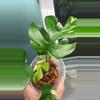 plant/Rhaphi Tetra Albo-1-thumbnail