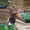 plant/Philodendron Orange Princess-4-thumbnail