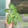 plant/Stngonium Panda Galaxy-0-thumbnail