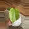 plant/Monstera Mint-0-thumbnail