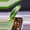 plant/🦄Hoya Soligamiana-A-5-thumbnail