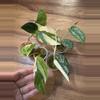 plant/Scindapsus Bundle-0-thumbnail