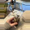 plant/Purple tradescantia zebrina rooted cutting-1-thumbnail