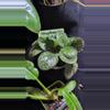 plant/Streptocarpus pretty turtle-0-thumbnail