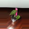plant/Sanderiana Green Bull-0-thumbnail