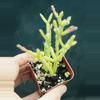 plant/Rhipsalis Ormindoi 2”-0-thumbnail
