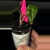 plant/Sanderiana Green Bull-1-thumbnail