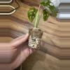 plant/Monstera Adansonii Aurea-4-thumbnail