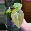 plant/Variegated Anthurium Besseae aff x Mag Verde-0-thumbnail