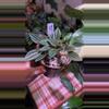 plant/Peperomia Rosso-0-thumbnail