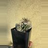 plant/Turbinicarpus Krainzianus f. Sphacelatus.-0-thumbnail