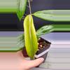 plant/🦄Hoya Soligamiana-A-3-thumbnail
