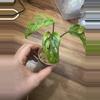 plant/Monstera Adansonii Aurea-2-thumbnail