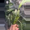 plant/Alocasia Polly x Watsoniana Aurea-0-thumbnail