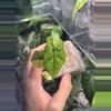 plant/Jacklyn Aurea-1-thumbnail