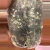 plant/Scindapsus Mayari? Fully rooted butt cut.-3-thumbnail