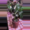 plant/Monstera Thai Constellation-1-thumbnail
