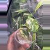 plant/Yucatan Pink Princess-1-thumbnail