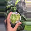 plant/Alocasia Black Velvet Gold-0-thumbnail