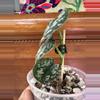 plant/Scindapsus Mayari? Fully rooted butt cut.-1-thumbnail