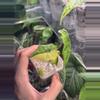 plant/Jacklyn Aurea-0-thumbnail
