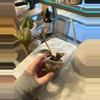 plant/Purple tradescantia zebrina rooted cutting-2-thumbnail
