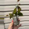 plant/Hoya sunrise-2-thumbnail