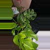 plant/Rhaphs. Tetra-0-thumbnail