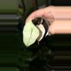 plant/Pink Polly Mint-2-thumbnail