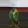 plant/Thai con-1-thumbnail