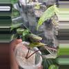 plant/Pink Plumbae Nigra-2-thumbnail