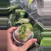 plant/Alocasia Golden Bone Pink Spmash-1-thumbnail