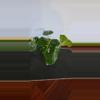 plant/Thai con-0-thumbnail