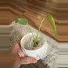 plant/Monstera Mint-1-thumbnail