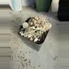 plant/Turbinicarpus Krainzianus f. Sphacelatus.-2-thumbnail