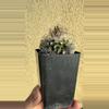 plant/Turbinicarpus Krainzianus f. Sphacelatus.-1-thumbnail