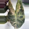 plant/Variegated Nairobi Knights Corm-0-thumbnail