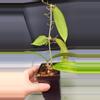 plant/🦄Hoya Soligamiana-A-6-thumbnail