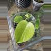 plant/monstera mint-1-thumbnail