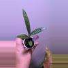 plant/Leopard lily-1-thumbnail