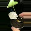 plant/Pink Polly Mint-3-thumbnail
