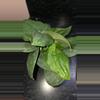 plant/Jade Satin Scindapsus-0-thumbnail