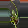 plant/Thai con-5-thumbnail