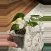 plant/Scindapsus Jade Satin Albo-1-thumbnail