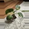 plant/Scindapsus Jade Satin Albo-0-thumbnail