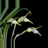 plant/#15 Masdevallia Trigonopetala-0-thumbnail