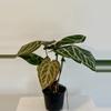 plant/5” Anthurium ‘Silver Tiger’ x (RC x Dorayaki)-4-thumbnail