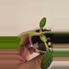 plant/Philodendron White Princess Tricolor-4-thumbnail